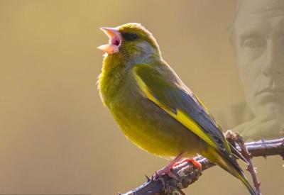 Goldfinch singing on a thorny branch with a ghost like image of Edward Thomas's face in the background.