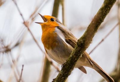 A male Robin singing in a tree.