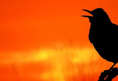 Silhouette  of bird sat on a branch singing with a sunrise in the background