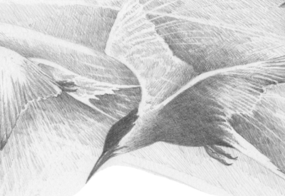 Pencil drawing of three birds