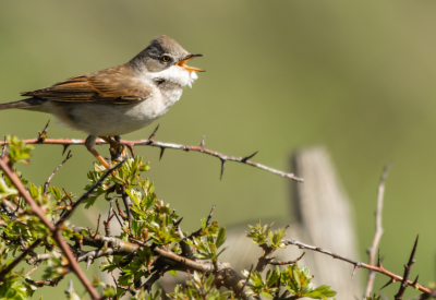 Bird singing in the brambles.