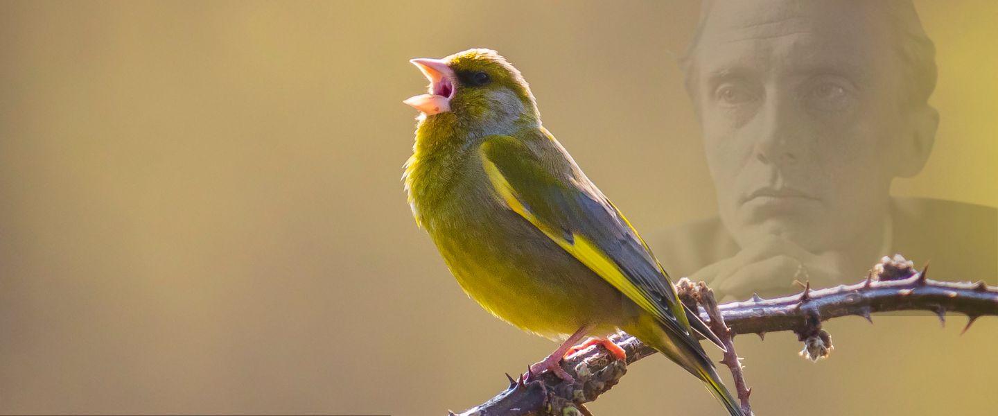 Goldfinch singing on a thorny branch with a ghost like image of Edward Thomas's face in the background.