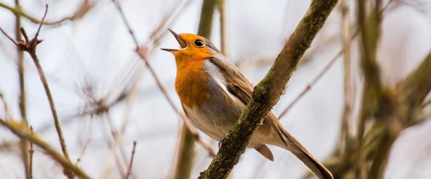 A male Robin singing in a tree.