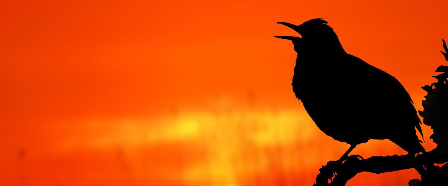 Silhouette  of bird sat on a branch singing with a sunrise in the background