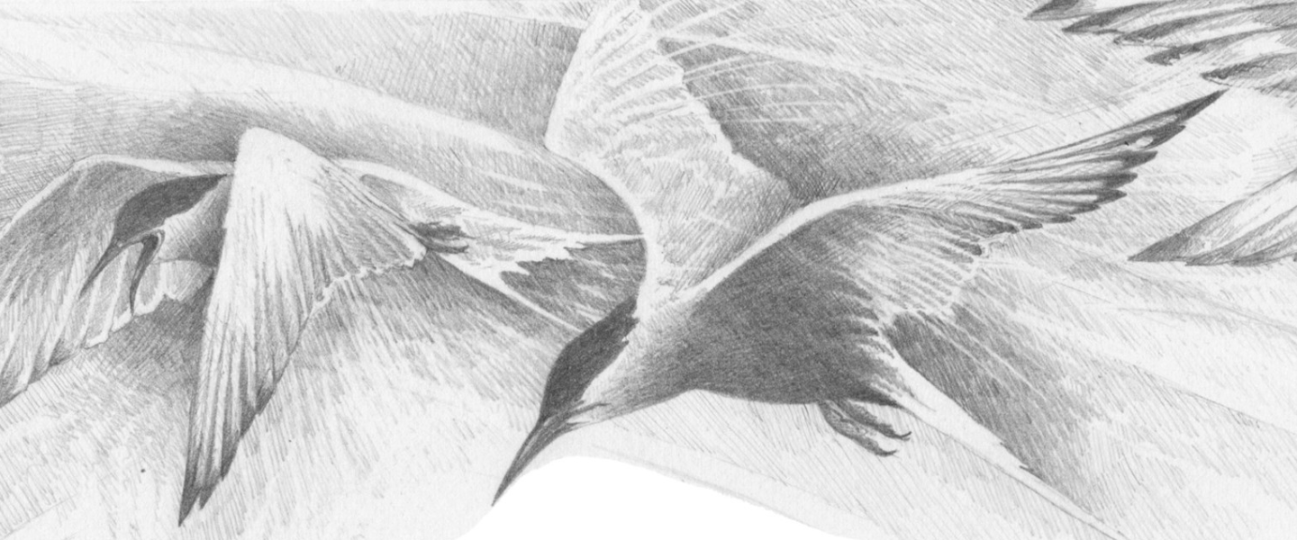 Pencil drawing of three birds