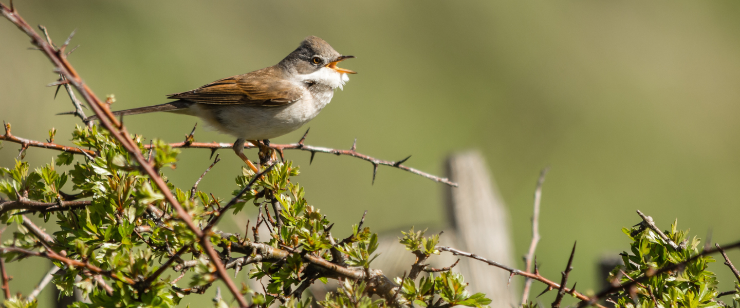 Bird singing in the brambles.