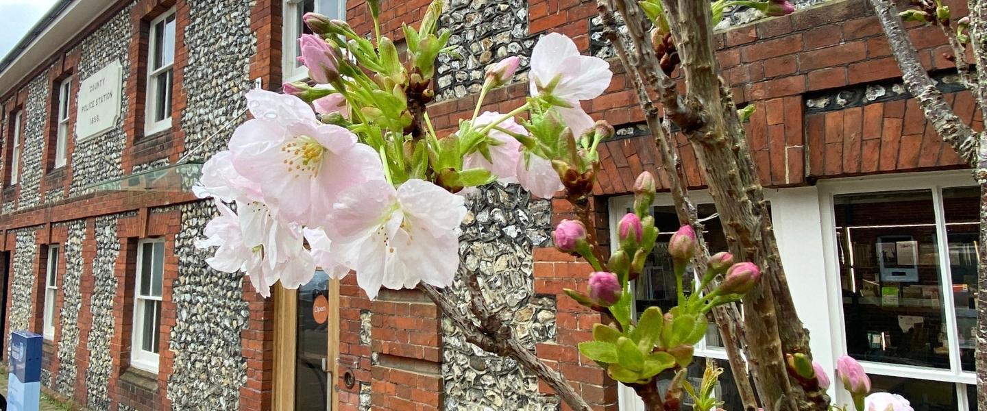 Tree blooming out front of Petersfield Museum and Art Gallery